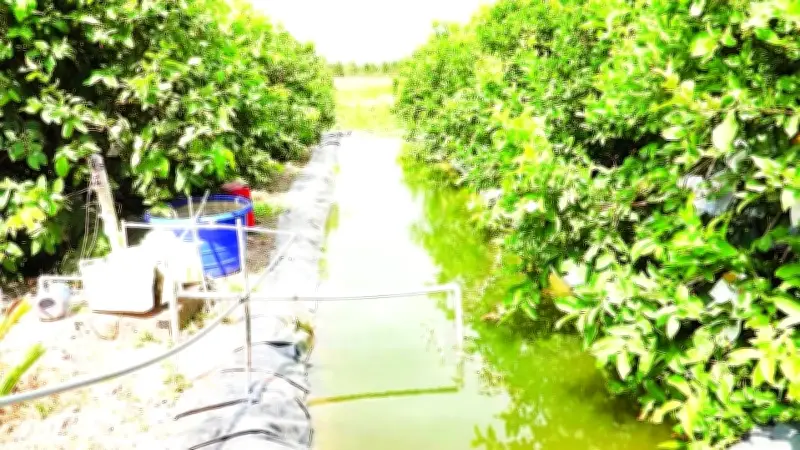 Cù Lao Dung chủ động ứng phó hạn mặn bằng mô hình 'túi nước ngọt' trong vườn nhà