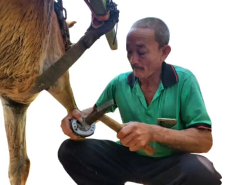 Cù Lao Thới Sơn: Từ Xe Ngựa Thồ Hàng Đến Linh Hồn Du Lịch Miền Tây