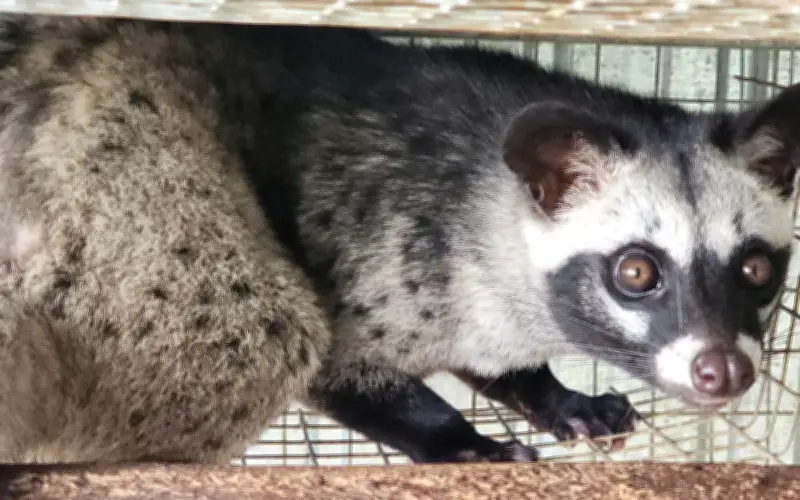 Cà Mau: Nghề nuôi chồn hương 'hái ra tiền', nhiều hộ trở thành tỉ phú