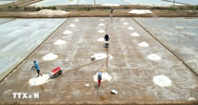 Cà Mau: Thời tiết bất lợi, điểm danh lỗ vụ mùa, nguy cơ mất mùa