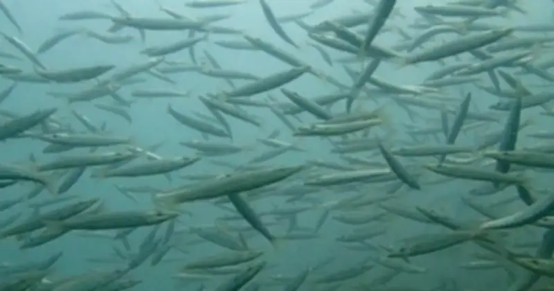 Cà Mau trao vai trò 'người giữ biển' cho ngư dân, kết hợp bảo tồn với sinh kế