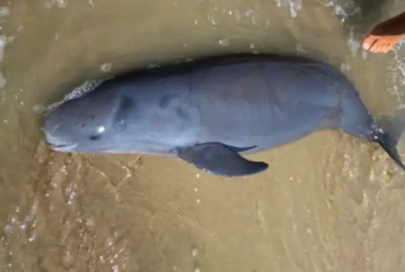 Cá Ông dạt bờ Vũng Tàu, được an táng theo nghi lễ truyền thống của ngư dân