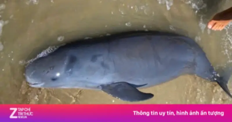 Cá Ông Dạt Vào Bờ Biển Vũng Tàu Ngày 29 Tết, Được An Táng Theo Nghi Lễ Truyền Thống