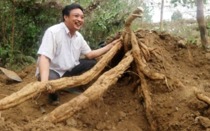 Củ Sắn Dây: Thần Dược Giải Rượu Từ Thiên Nhiên Được Chuyên Gia Đông Y Khuyên Dùng
