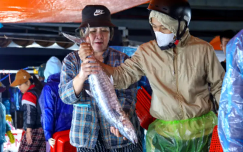 Cá Thu Tăng Sức Mua Dịp Tết: Thị Trường Sôi Động Tại Cảng Thọ Quang Đà Nẵng