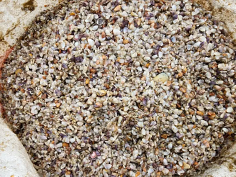 Ốc Tép Dạt Trắng Bờ Biển Hà Tĩnh, Người Dân Hối Hả Thu Hàng Tấn Đầu Xuân