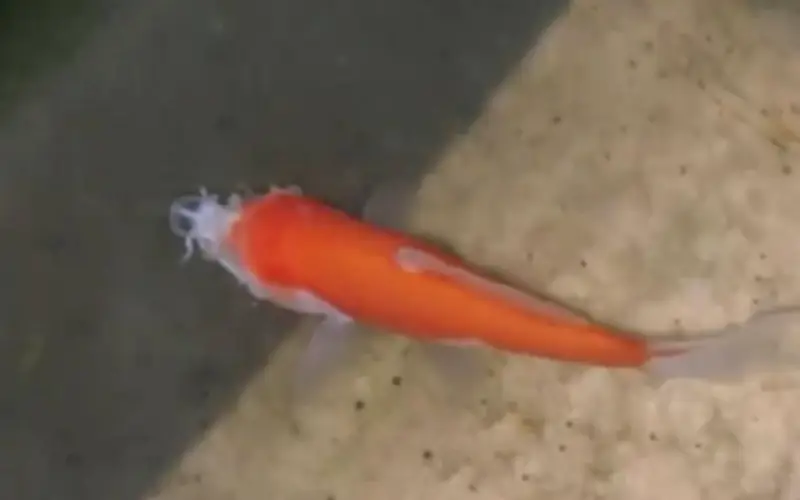 Cá vàng mất đầu sống sót hai tuần: Giải mã bí ẩn sinh học đáng kinh ngạc
