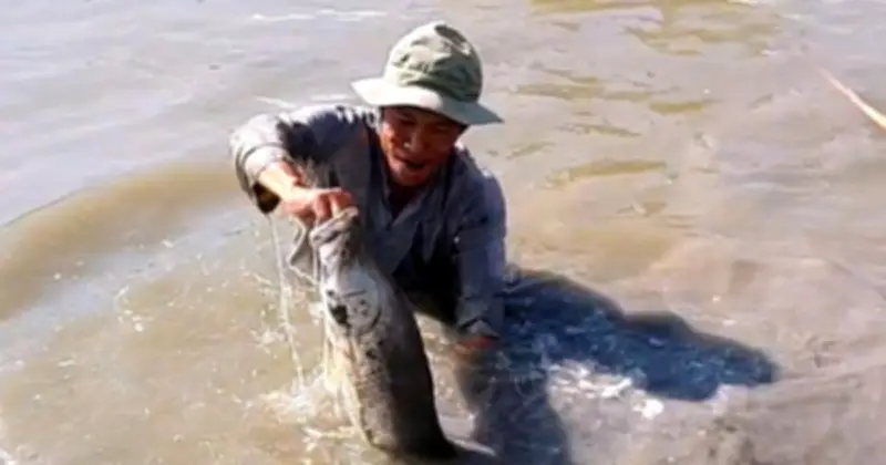 Cà Mau: Bắt cá chẽm trong vuông tôm, nguồn thu tiền triệu trước Tết