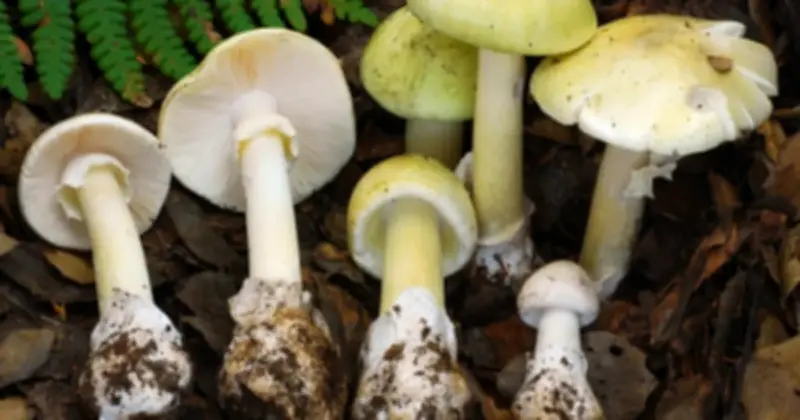 California Báo Động: 39 Ca Ngộ Độc Nấm Tử Thần, 4 Người Tử Vong