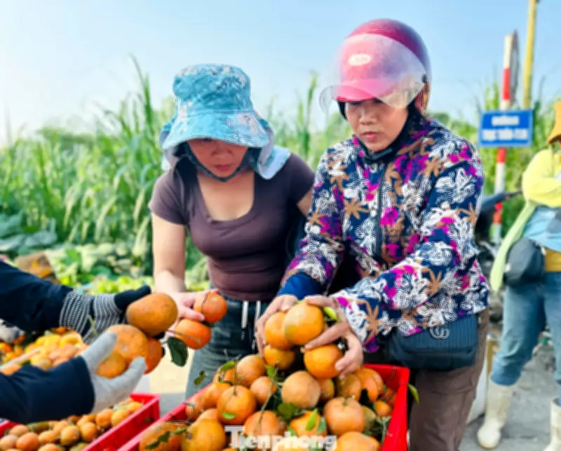 Cam Bù Kim Hoa Chín Vàng, Người Dân Tất Bật Thu Hoạch Và Tiêu Thụ Dịp Đầu Năm