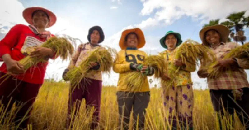 Campuchia lập kỷ lục xuất khẩu gạo 2 tỷ USD, châu Âu và Trung Quốc đóng góp lớn