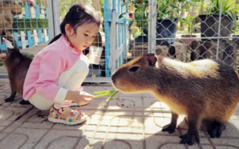 Capybara 'bộ trưởng ngoại giao' thu hút du khách tại Trại rắn Đồng Tâm