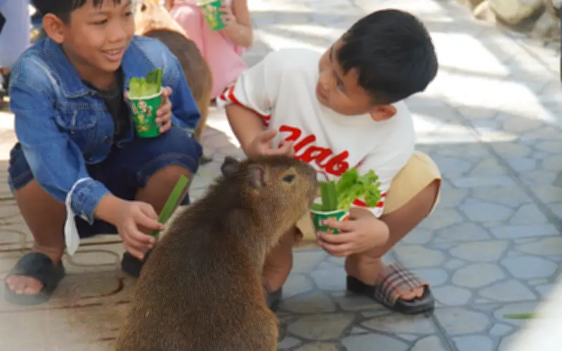 Capybara Gây Sốt Du Lịch Miền Tây: Hàng Ngàn Khách Đổ Về Trại Rắn Đồng Tâm