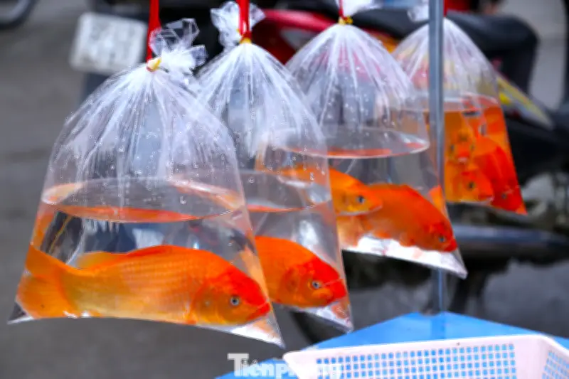 Cá Chép, Bánh Ngào 'Cháy Hàng' Tại Chợ Đầu Mối Trước Lễ Ông Công Ông Táo