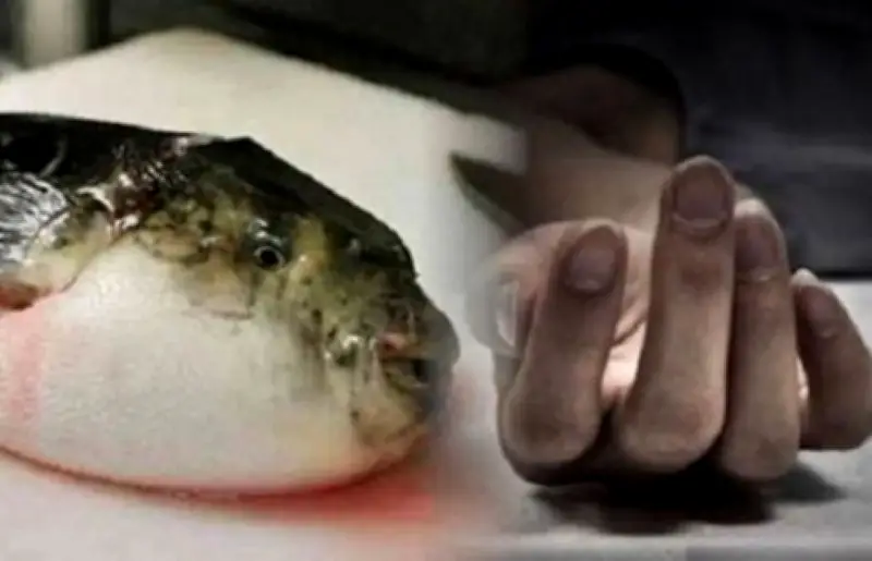 Cục An toàn thực phẩm chỉ đạo khẩn cấp vụ nghi ngộ độc cá nóc tại Quảng Ninh