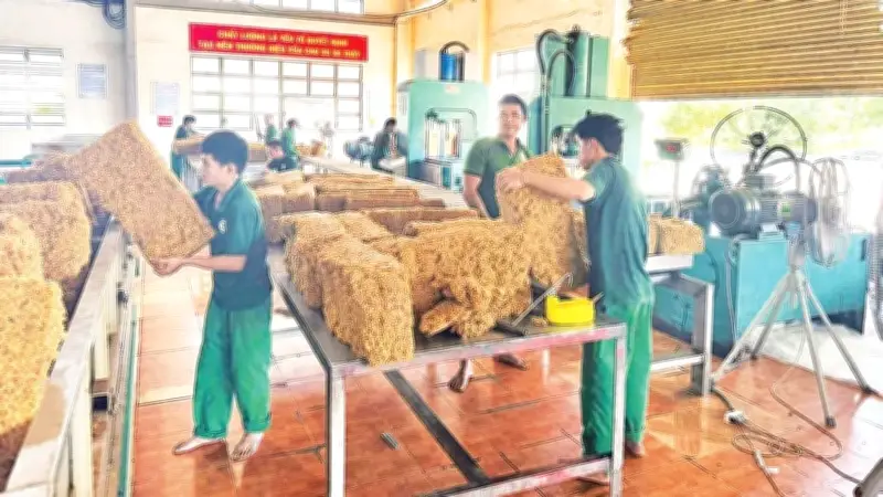 Các doanh nghiệp cao-su Quảng Ngãi đổi mới công nghệ, tối ưu quản trị để phát triển bền vững