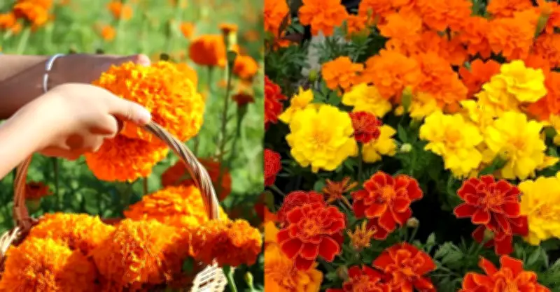 Cục Văn Thơ và bí ẩn phong thủy: Vị trí đặt hoa quyết định vận may