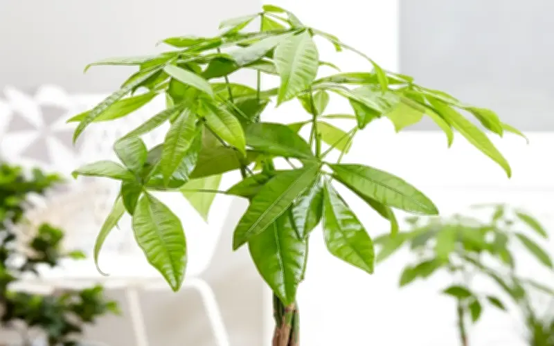 Cách Kích Hoạt Cung Tài Lộc Thu Hút Tiền Tài Hiệu Quả Ngay Từ Đầu Năm Mới