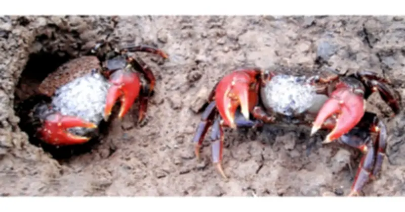 Chù ụ Cà Mau: Đặc sản 'kín tiếng' thịt ngọt, gạch đầy quanh năm