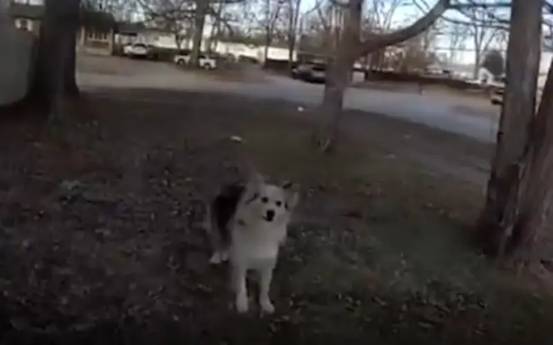 Chú Chó Vô Danh Giúp Cảnh Sát Mỹ Giải Cứu Thành Công Cậu Bé Mất Tích