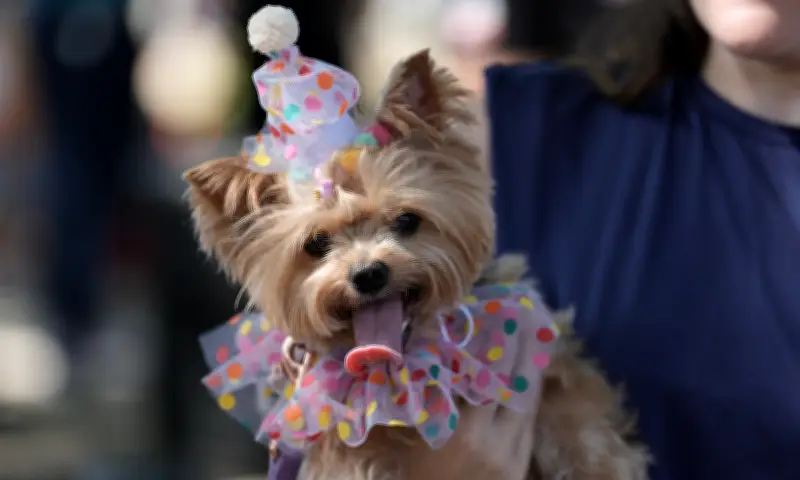 Chó cưng hóa trang sôi động tại lễ hội Rio Carnival Brazil