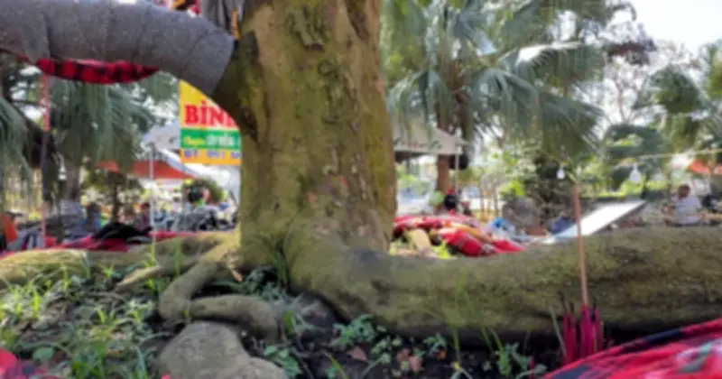 Chủ cây mai vàng 'Nghinh Xuân Bính Ngọ' giải thích lý do định giá 3,7 tỉ đồng