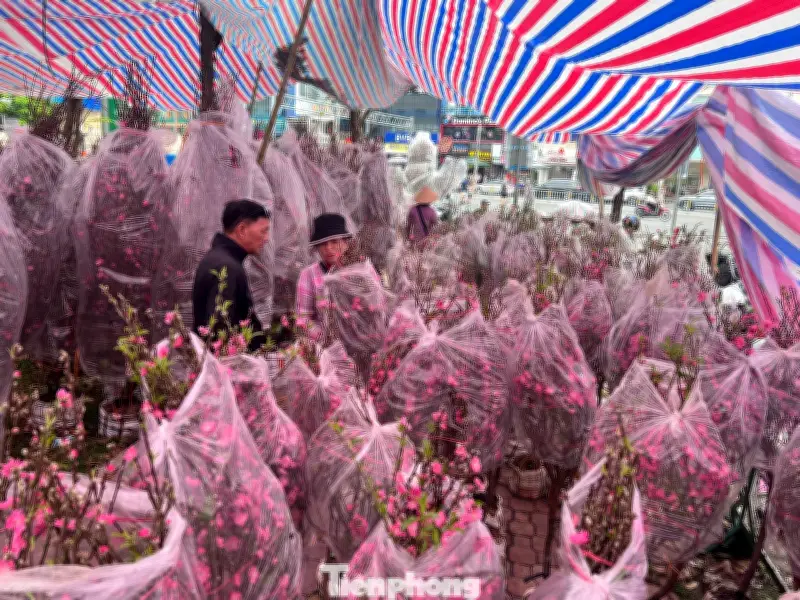 Chợ hoa đào công viên 23/9 TPHCM nhộn nhịp, giá mềm bất ngờ dịp cận Tết