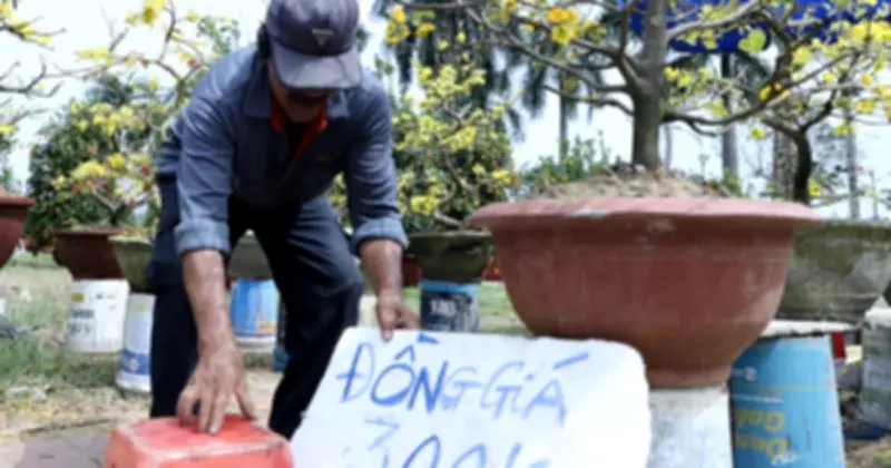 Chợ hoa Tết Đà Nẵng trầm lắng, tiểu thương thua lỗ nặng dù giảm giá sâu