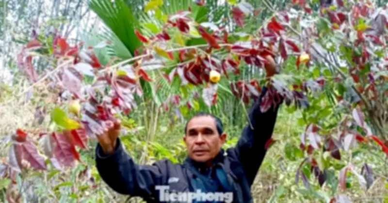 Chè Hoa Vàng - 'Vàng Xanh' Mang Lại Thu Nhập Tiền Triệu Cho Người Dân Vùng Cao Nghệ An