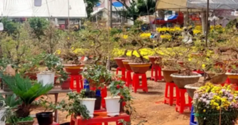 Chợ Hoa Xuân Long Khánh Nhộn Nhịp Đón Tết Bính Ngọ 2026
