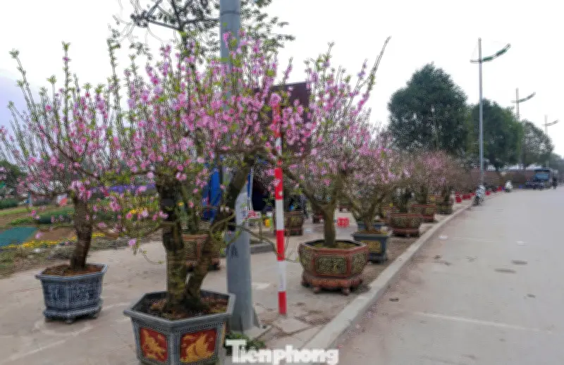 Chợ hoa xuân Thanh Hóa ảm đạm, tiểu thương lo lắng vì đào nở sớm, vắng khách