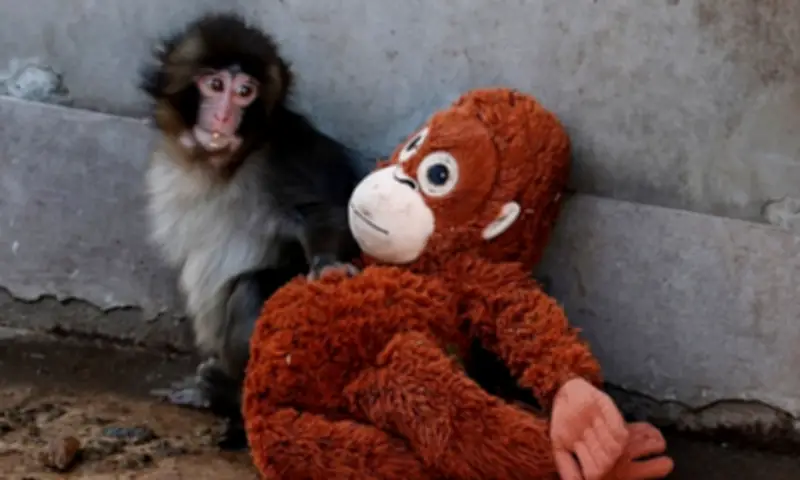 Chú khỉ cô đơn ở vườn thú Nhật Bản thu hút hàng dài khách tham quan