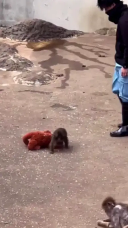 Chú Khỉ Punch: Hành Trình Hòa Nhập Đầy Cảm Hứng Từ 'Em Bé Mồ Côi' Đến Thành Viên Bầy Đàn