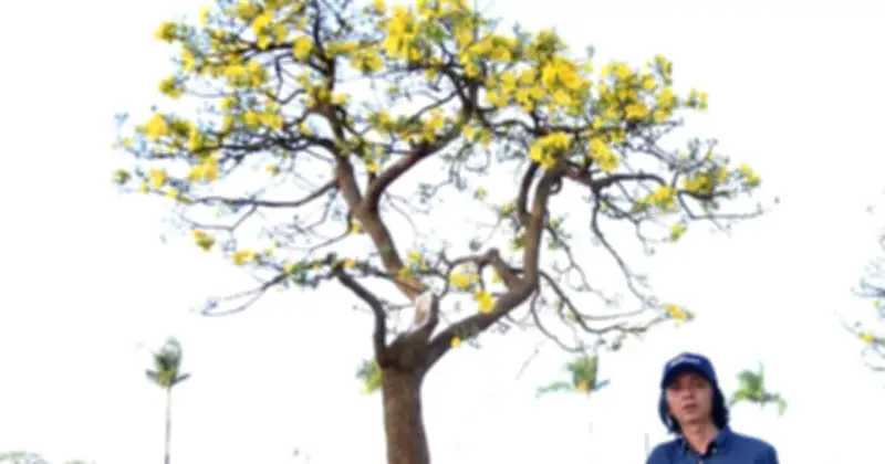 Chợ Mai Tiên Sơn Đà Nẵng Rực Rỡ Với Siêu Phẩm Nửa Tỷ Đồng