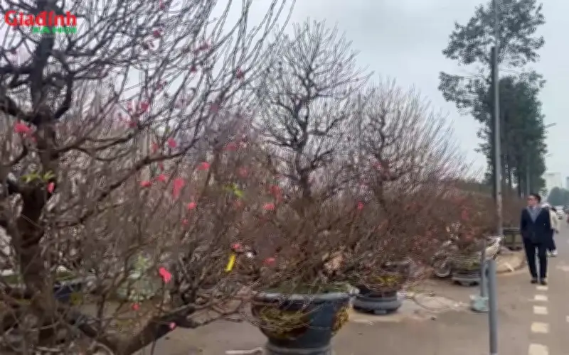 Chơi dao ngày Tết: Thói quen khó bỏ và những nguy cơ tiềm ẩn ở miền Bắc