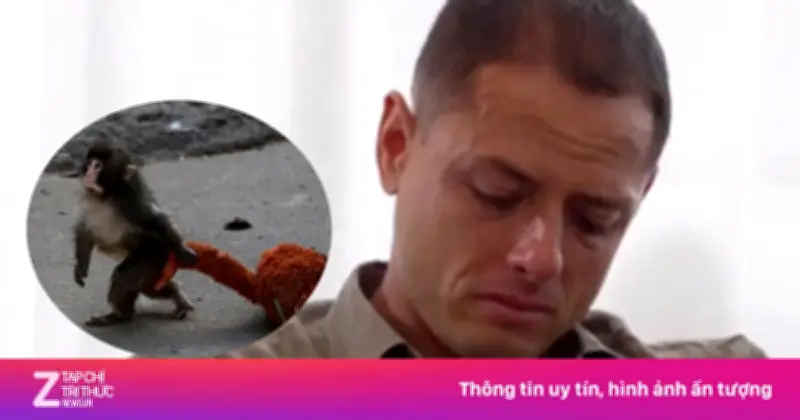 Chicharito Khóc Nức Nở Trước Cảnh Khỉ Con 'Cô Đơn' Bị Bỏ Rơi Tại Nhật Bản