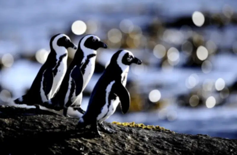 Chim cánh cụt Nam Phi đối mặt nguy cơ tuyệt chủng do dịch cúm gia cầm