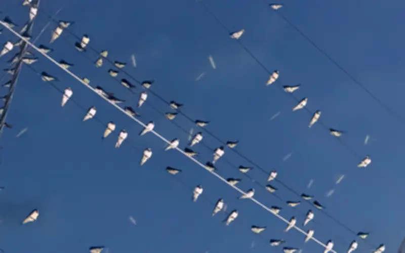 Chim Én 'Định Cư' Trên Đường Hai Bà Trưng: Thách Thức Vệ Sinh Trước Tết