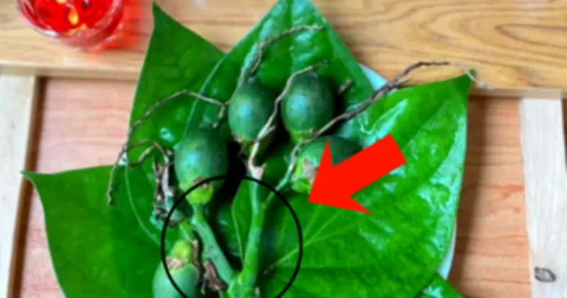 Chọn cau thắp hương: Đừng chỉ nhìn quả to, vỏ nhẵn, đây mới là 3 tiêu chí quan trọng