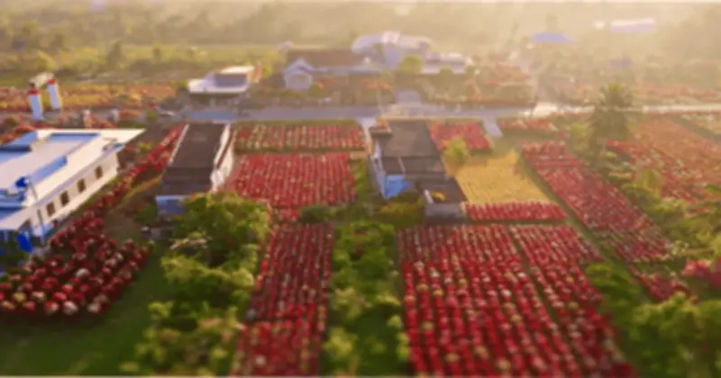 Chợ Lách rộn ràng vụ hoa Tết, nông dân tất bật chăm sóc cây kiểng