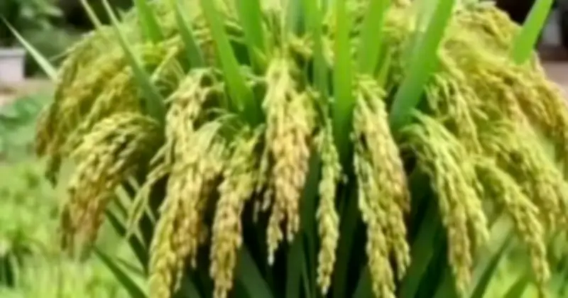 Chậu lúa xanh thay mai đào: Xu hướng Tết của người trẻ TP.HCM gắn với cội nguồn