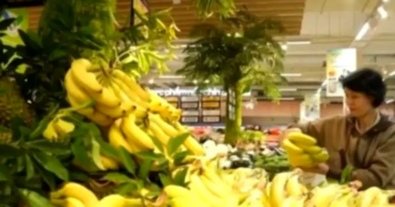 Chuối Tiến Vua khan hiếm do thời tiết bất thường, sản lượng giảm mạnh