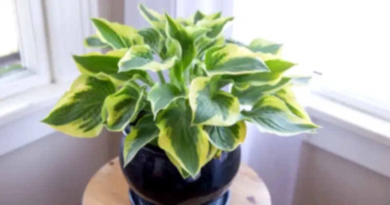 Chuyên gia Anh gợi ý trồng trầu bà hosta ngay tháng Hai để vườn xanh mướt mùa xuân