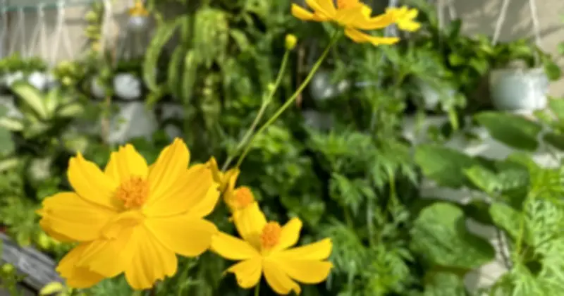 Chuyên gia chia sẻ bí quyết giữ cây xanh tươi khi về quê ăn Tết