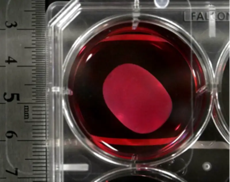 Chuyên Gia Lo Ngại Về Thuốc Tế Bào Gốc Đột Phá Của Nhật Bản