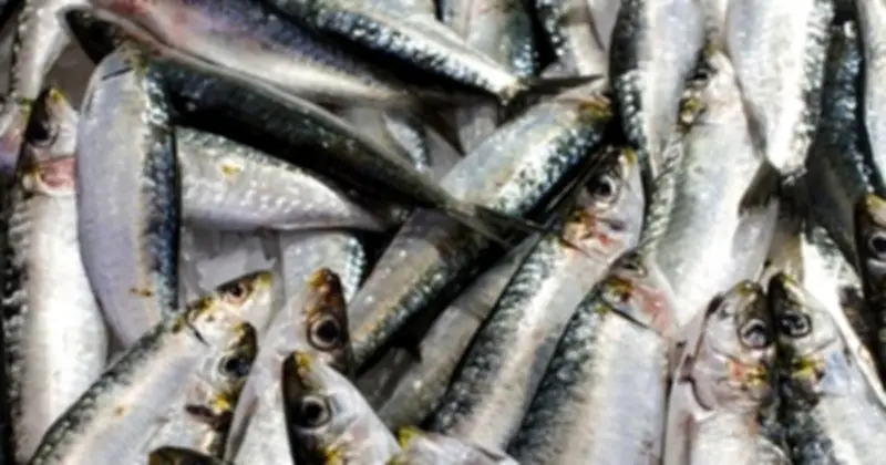 Chuyên gia Mỹ tiết lộ 3 loại cá giàu dinh dưỡng nhất nên bổ sung vào thực đơn