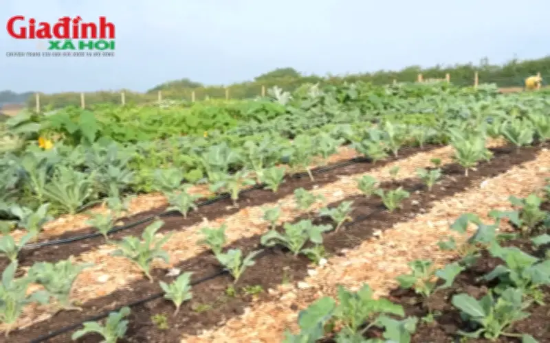 Chuyển đất vườn sang đất ở: Quy định mới về cách tính tiền sử dụng đất