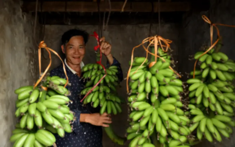 Chuối Ngự Đại Hoàng: Nguồn Cung Không Đủ Cầu, Lợi Nhuận Cao Cho Người Dân