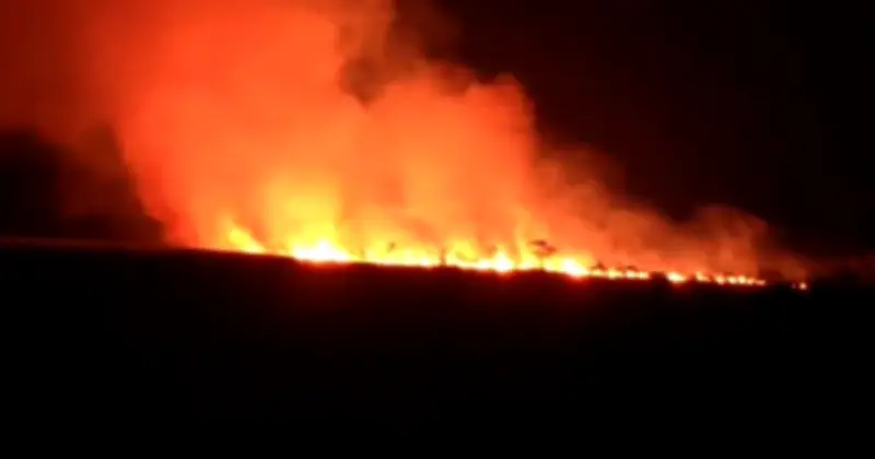 Cháy rừng tại Khu bảo tồn Phú Mỹ, An Giang, thiêu rụi 0,25 ha đồng cỏ quý