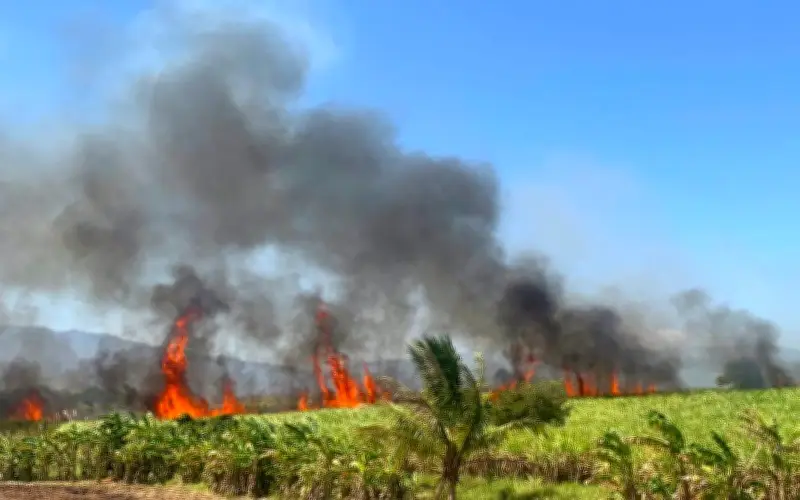 Cháy lớn thiêu rụi hơn 40ha mía sắp thu hoạch tại Ninh Sơn, Khánh Hòa